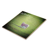 Schapen en lammeren in Gross Wales Tegeltje (Zijkant)