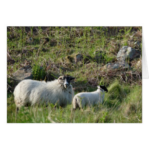 Schapen en lammeren in Northumberland England