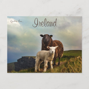 Schapen en lammeren op de Cliffs of Moher Ireland Briefkaart