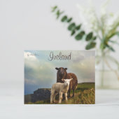 Schapen en lammeren op de kliffen van Moeder Ierla Briefkaart (Staand voorkant)