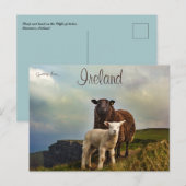 Schapen en lammeren op de kliffen van Moeder Ierla Briefkaart (Voorkant / Achterkant)