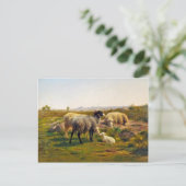 Schapen en lammeren van Rosa Bonheur Briefkaart (Staand voorkant)