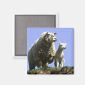 Schapen- en lamsmakersnetten magneet (Voorkant / Achterkant)