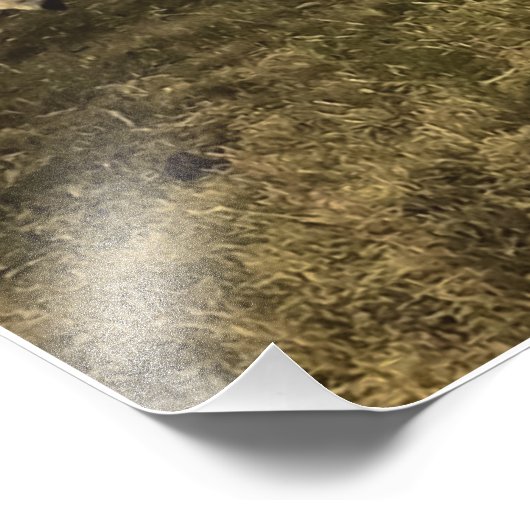 Schapen en leeuwen naast elkaar in harmonie foto afdruk (Hoek)