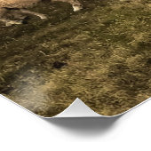 Schapen en leeuwen naast elkaar in harmonie perfect poster (Hoek)