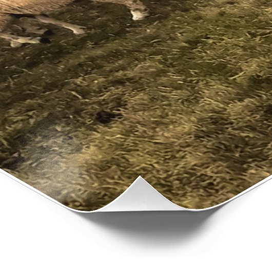 Schapen en leeuwen naast elkaar in harmonie perfect poster (Hoek)