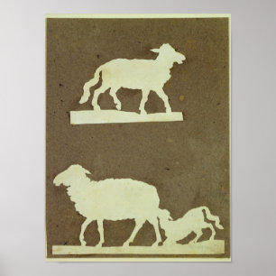 Schapen en schapen met lammeren poster