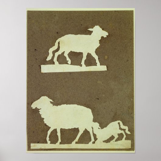 Schapen en schapen met lammeren poster (Voorkant)