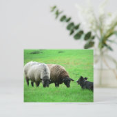 Schapen- en schapenhonden briefkaart (Staand voorkant)