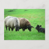 Schapen- en schapenhonden briefkaart (Voorkant)