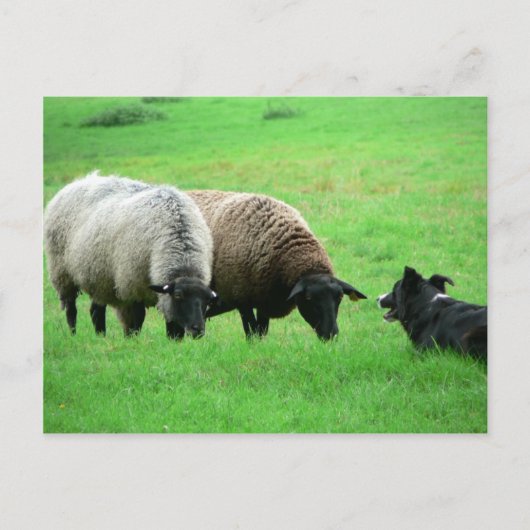 Schapen- en schapenhonden briefkaart (Voorkant)