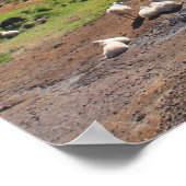 Schapen en warme veer poster (Hoek)