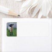 Schapen Etiket (Insitu)