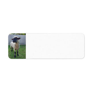 Schapen Etiket
