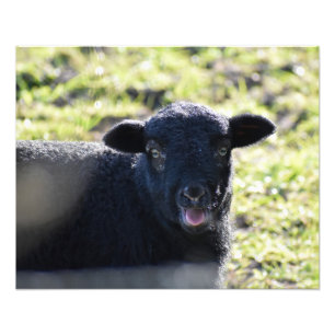 Schapen Foto Afdruk