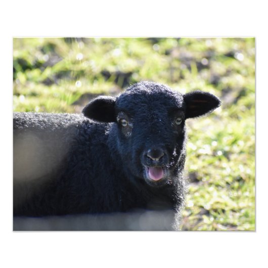 Schapen Foto Afdruk (Voorkant)