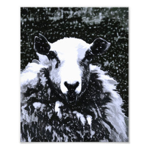 SCHAPEN FOTO AFDRUK