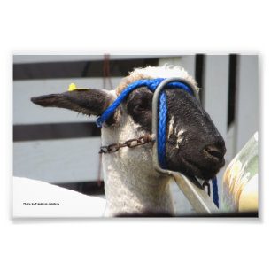 Schapen Foto Afdruk