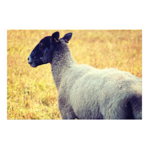 Schapen Foto Afdruk