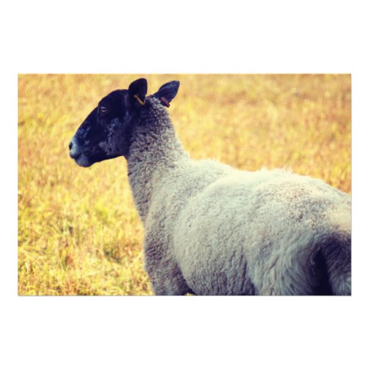 Schapen Foto Afdruk (Voorkant)
