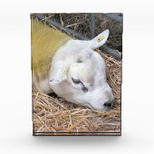 SCHAPEN FOTOBLOKKEN (Voorkant)