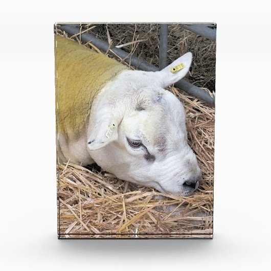 SCHAPEN FOTOBLOKKEN (Voorkant)