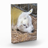 SCHAPEN FOTOBLOKKEN (Links)