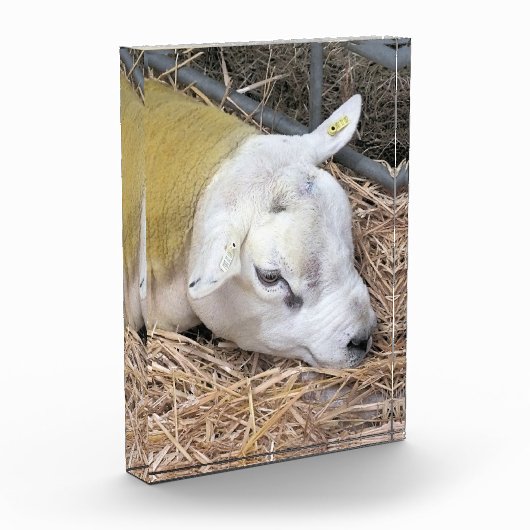 SCHAPEN FOTOBLOKKEN (Links)