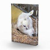 SCHAPEN FOTOBLOKKEN (Rechts)