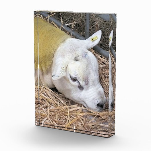SCHAPEN FOTOBLOKKEN (Rechts)