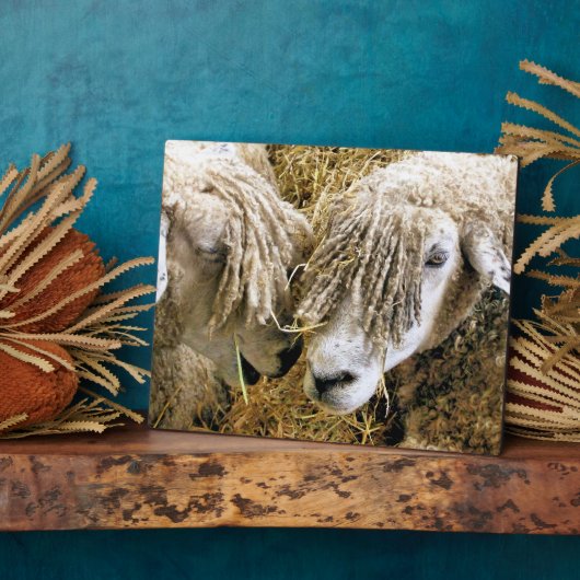 SCHAPEN FOTOPLAAT (Zijkant)