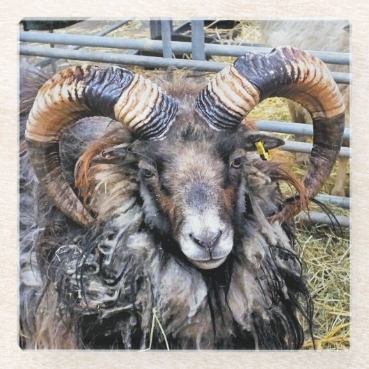 SCHAPEN GLAZEN ONDERZETTER (Voorkant)