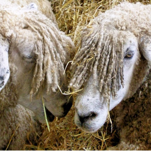 SCHAPEN GOLFBALLEN