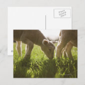 Schapen Grazen in gras Briefkaart (Voorkant / Achterkant)