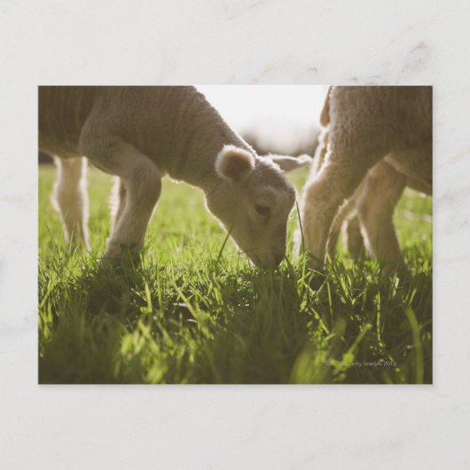 Schapen Grazen in gras Briefkaart (Voorkant)