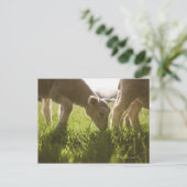 Schapen Grazen in gras Briefkaart (Staand voorkant)