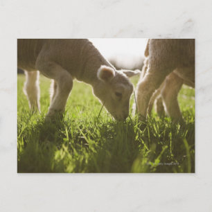 Schapen Grazen in gras Briefkaart