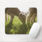 Schapen Grazen in gras Muismat (Met muis)
