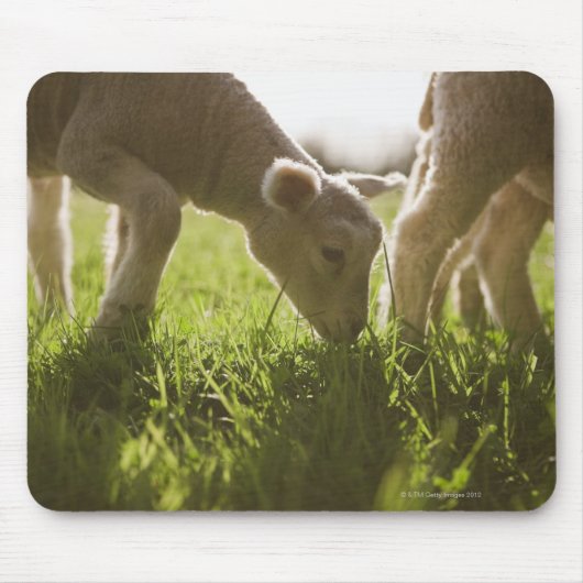 Schapen Grazen in gras Muismat (Voorkant)