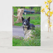 Schapen Hond in Schotland Kaart (Gele Bloem)