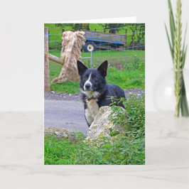 Schapen Hond in Schotland Kaart