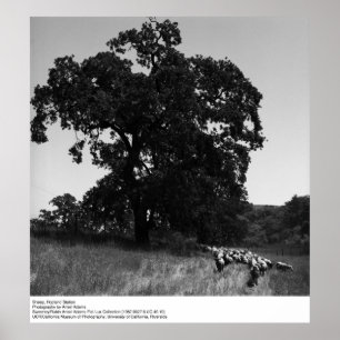 Schapen, Hopland Station, door Ansel Adams Poster