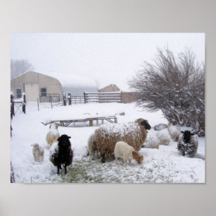 Schapen in april sneeuw poster