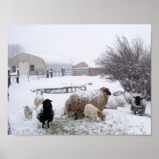 Schapen in april sneeuw poster (Voorkant)