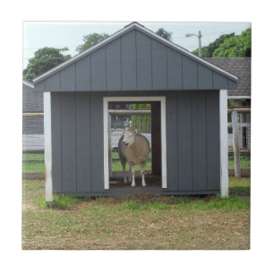Schapen in BarnHouse Tile Tegeltje