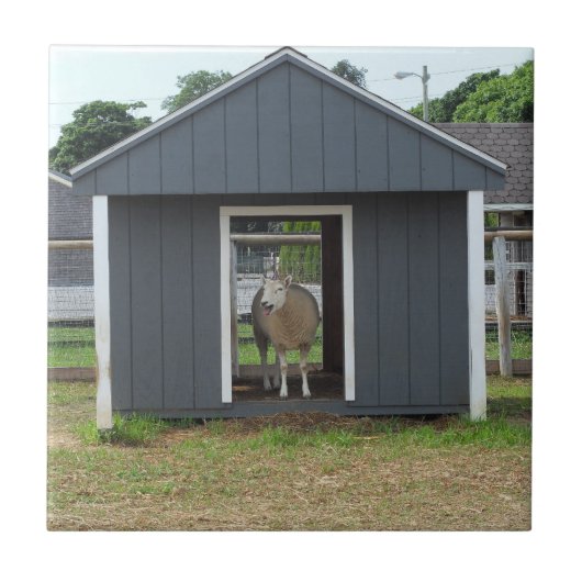 Schapen in BarnHouse Tile Tegeltje (Voorkant)