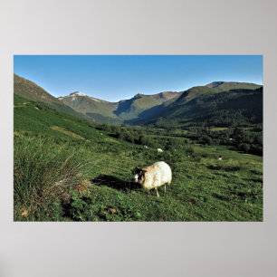 Schapen in de Hooglanden Poster