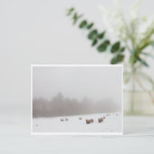 Schapen in de lijst briefkaart (Staand voorkant)