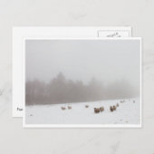 Schapen in de lijst briefkaart (Voorkant / Achterkant)