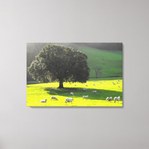 Schapen in de ochtendzon canvas afdruk